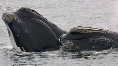 rightwhalesNOAA.jpg
