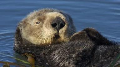 sea otter.jpg