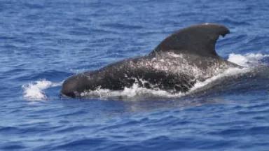 short-finned pilot whale noaa.jpg
