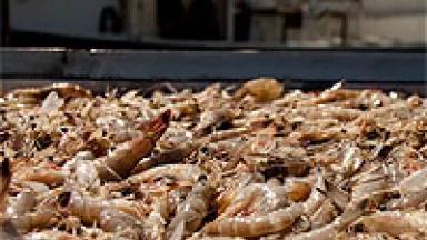 shrimpLW.jpg