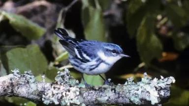 songbird.jpg