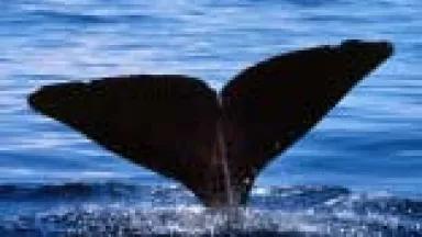 Sperm whale fluke