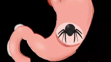 stomach_spider_3.png