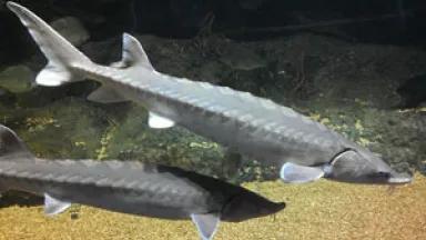 sturgeon.jpg