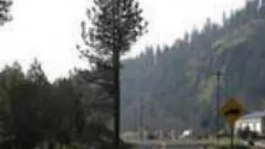 treetrim1.jpeg