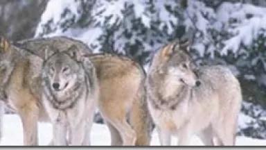 western Great Lakes wolves (USFWS)