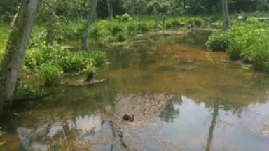wetland near belmont bay.JPG