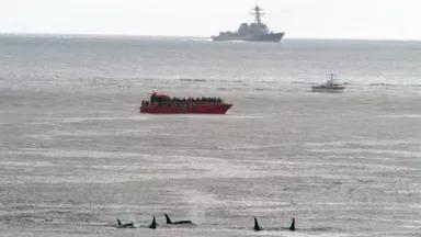 whales.jpg