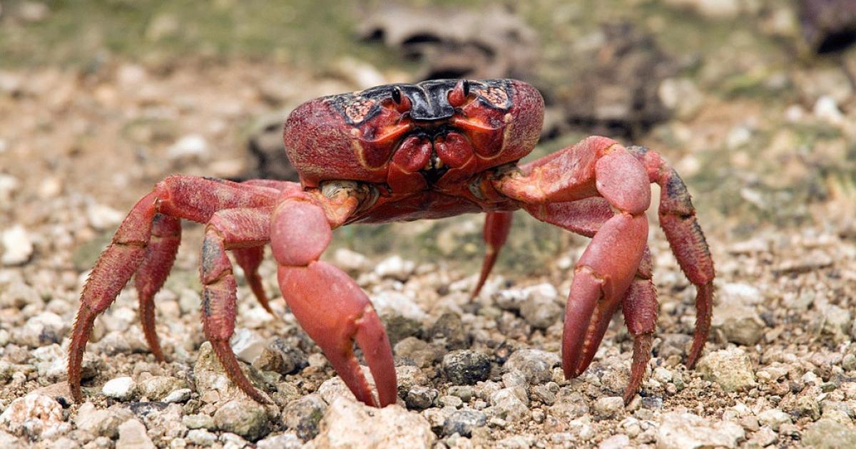 Termisk arkiv øverste hak The Christmas Crab Massacre