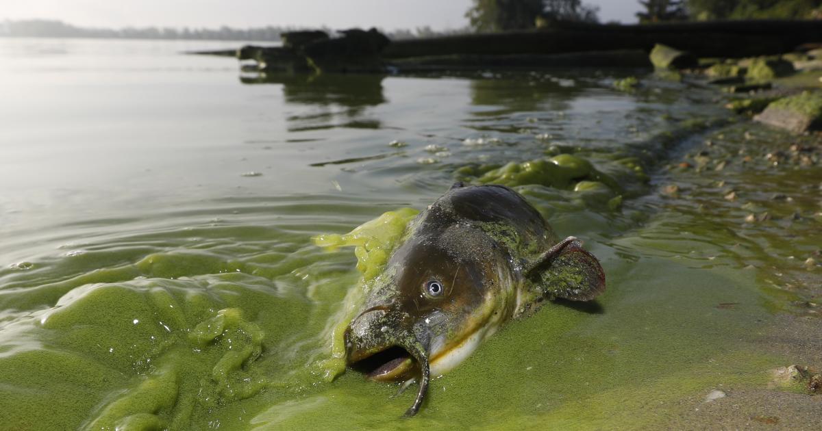 Toledo’s Blooming Algae Crisis