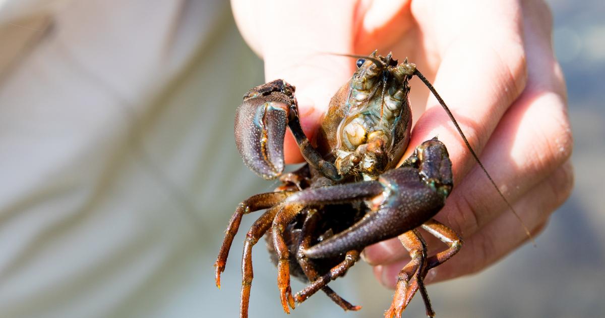 The Unassuming Crayfish—and Its Path of Devastation