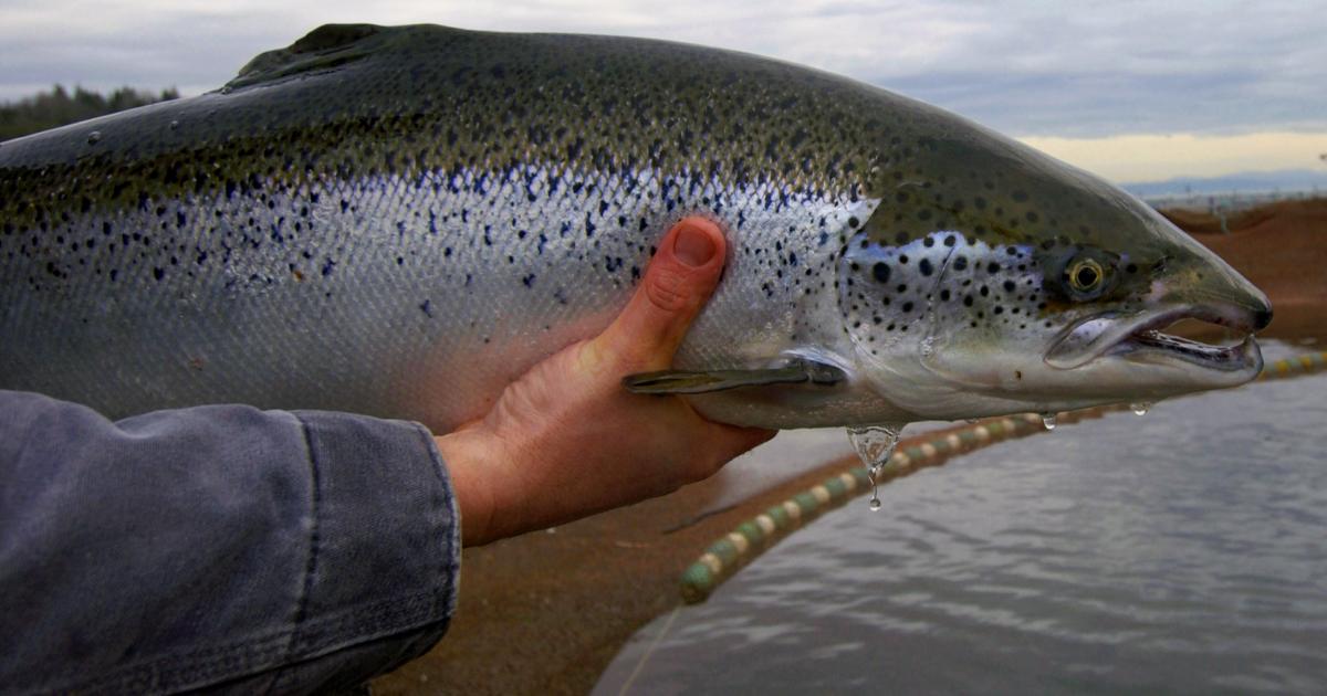 Something Fishy: The Trouble with Atlantic Salmon in the Pacific