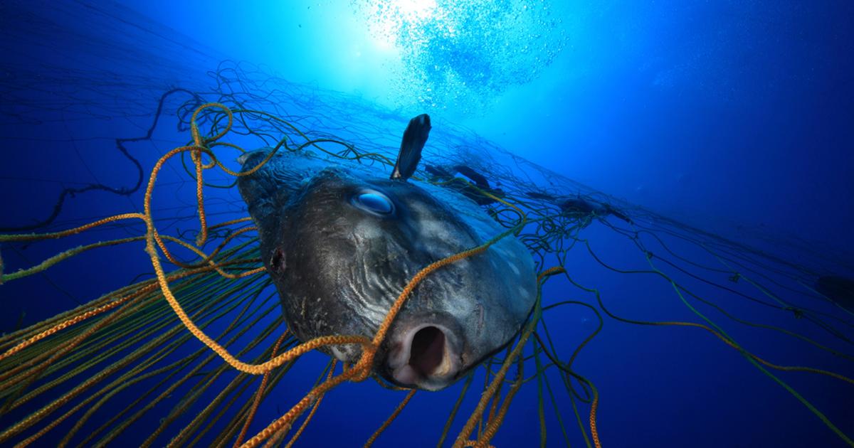 A Single Discarded Fishing Net Can Keep Killing for Centuries