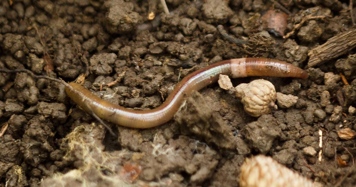 The Crazy Snake Worm Invasion You Haven't Heard About