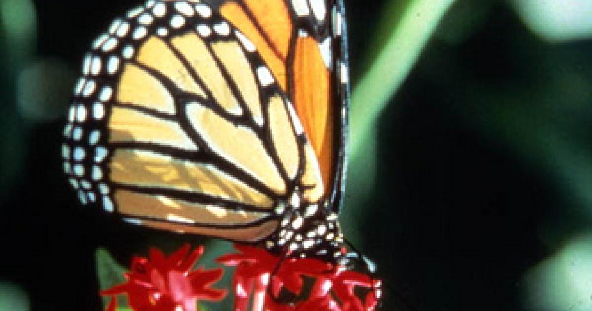 The Fight to Save Butterflies