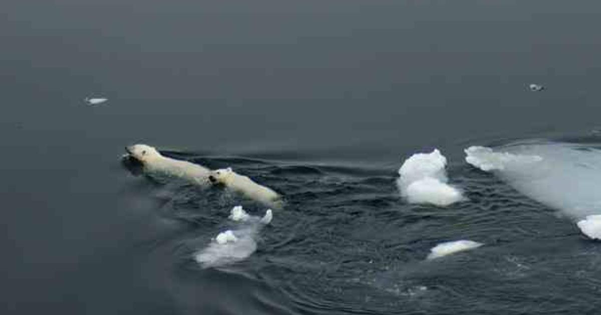 Nuevo estudio en el ártico encuentra más osos polares cachorros en peligro  por el derretimiento de los glaciares