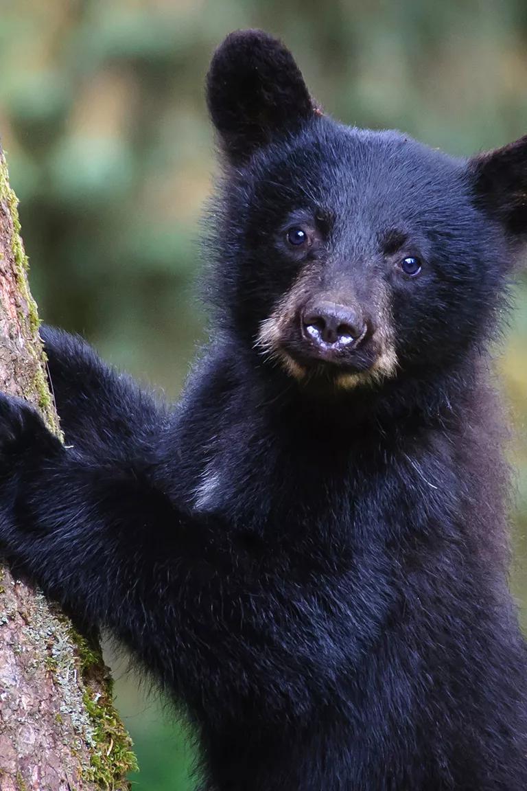 An American black bear cub facing the camera while climbing a tree in Tongass National Forest, Alaska
