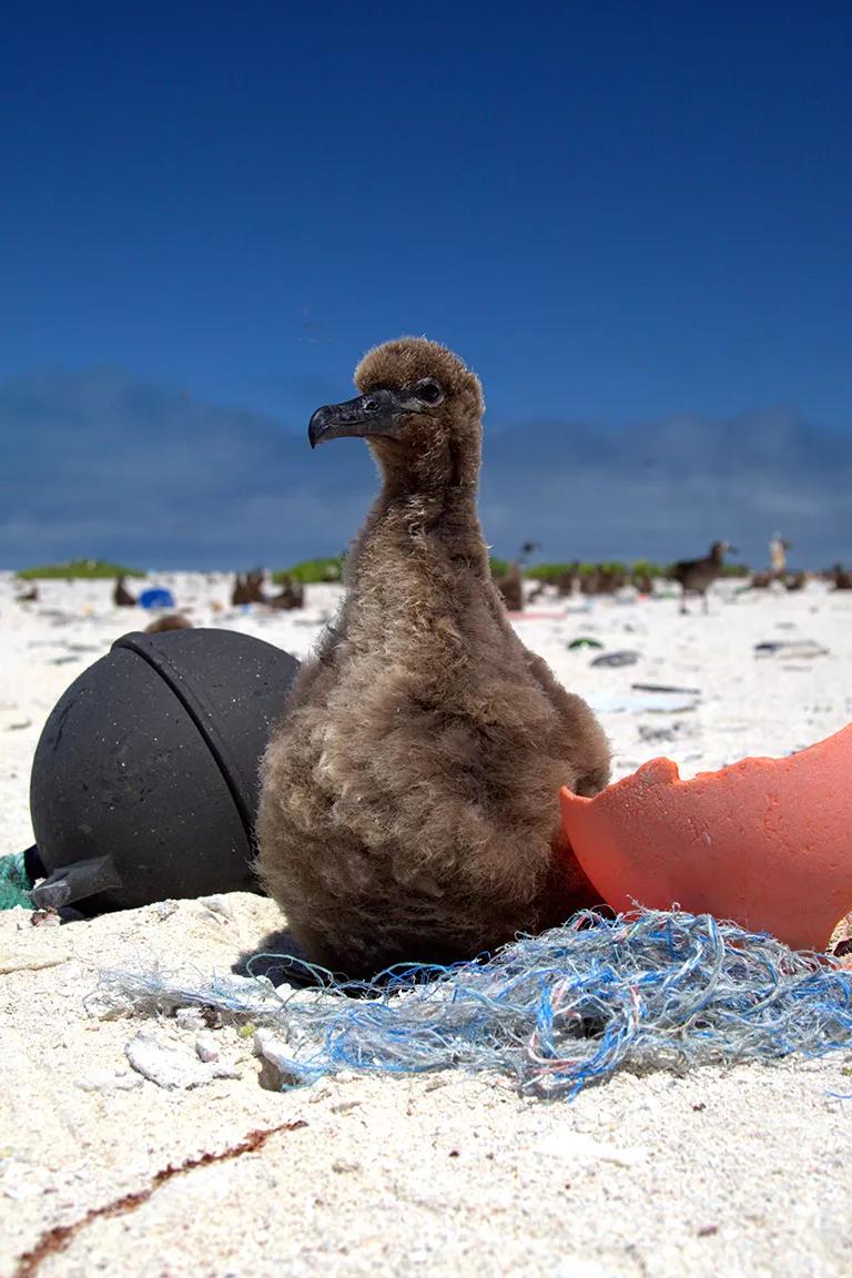 A Laysan albatross chick resting surrounded by discarded plastic buoys and fishing nets on a beach in Hawaiʻi's Papahānaumokuākea Marine National Monument