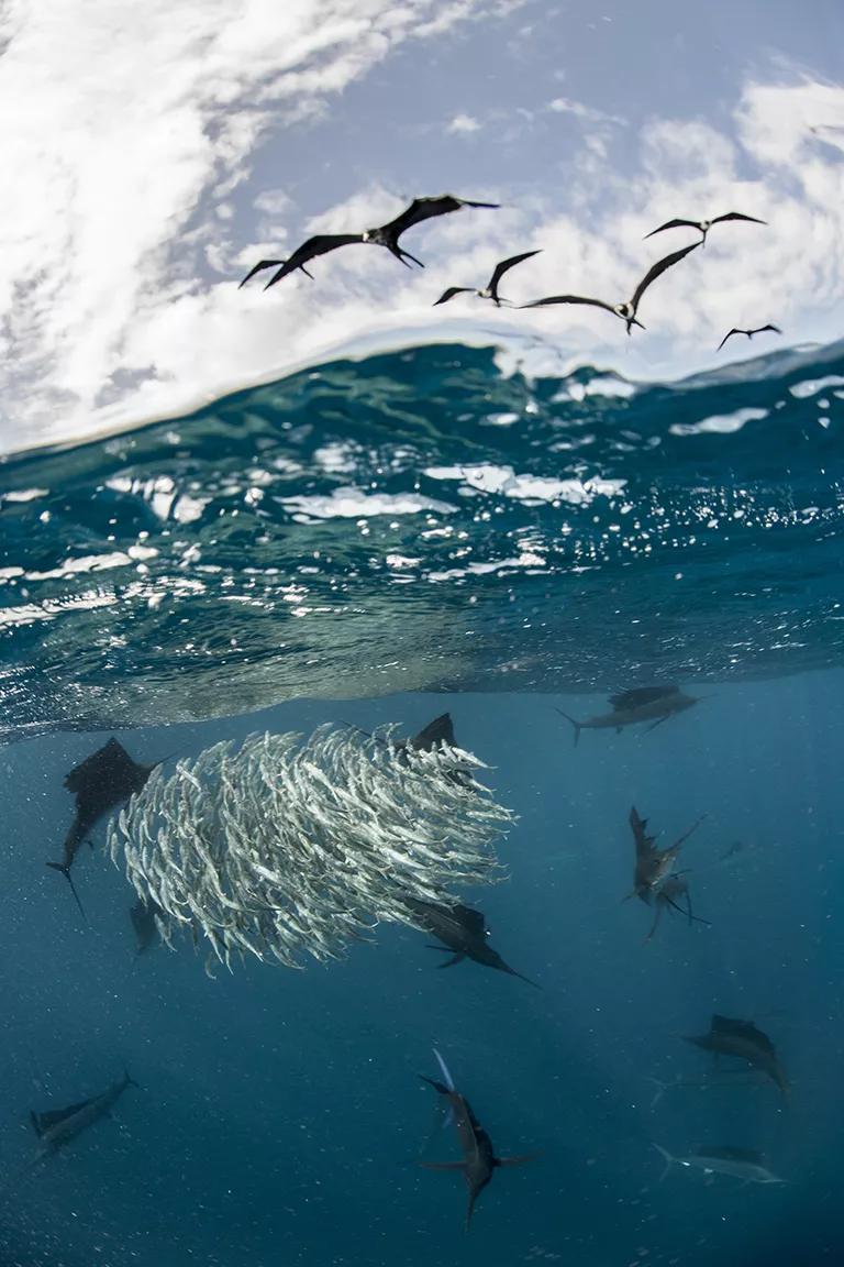 A group of large fish swim near a small school of sardines, while large birds fly above the water