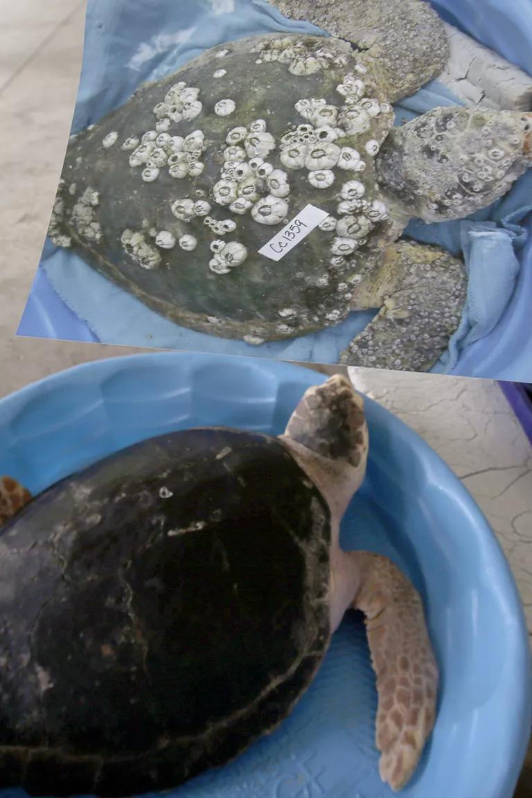 A turtle sits in a large blue plastic bin next to a full-sized image of the same turtle covered in scales and white patches on its shell and skin