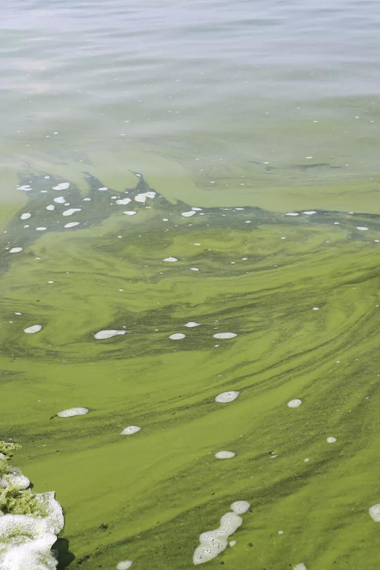 A waterway of green gunky water