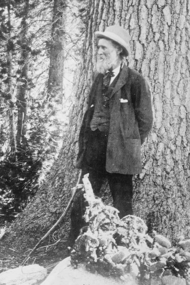 An undated photo of John Muir in Muir Woods